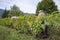 Horse and winegrower working in a vineyard, Apremont, Savoy, France