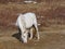 Horse in Winter White