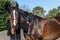 Horse Woman Patting Training Affection Outdoors