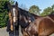 Horse Woman Patting Training Affection Outdoors