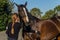 Horse Woman Patting Training Affection Outdoors