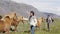 Horse - woman petting Icelandic horses in sweater on Iceland.