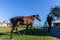 Horse Woman Walking Stable  Outdoors