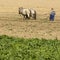 Horse working in the field