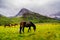 Horse in Yading Nature Reserve. a famous landscape in Daocheng