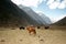 Horse and yak with snow mountain