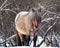 Horse of the Yakut breed in the snow of Siberia