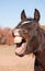 Horse yawning, looking like he is laughing