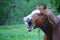 Horse yawns