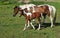 Horse with young foal