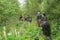 Horseback riding in the forest, Glenorchy, Queenstown, South Island, New Zealand