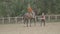 Horseback riding lessons