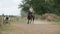 Horseback riding lessons - young woman riding a horse, slow-motion