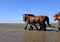 Horseback riding on the mudflat