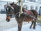 Horseback riding in Russia.