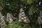 Horsechestnut tree in bloom