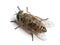 Horsefly viewed from up high, Tabanus, isolated