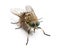 Horsefly viewed from up high, Tabanus, isolated