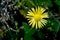 Horseheal/ or Inula