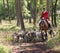 Horseman with English Pointer dogs in action