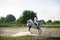 Horseman on horseback, ranch, horse farm. Galop, riding lessons