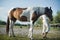 Horseman on horseback, ranch, horse farm. Golop, riding lessons