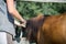 Horseman on horseback, ranch, horse farm. Golop, riding lessons