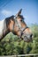 Horseman on horseback, ranch, horse farm. Golop, riding lessons