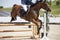 Horseman on its steed at equestrian show