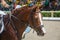 Horseman rides on the chestnut horse close up against the background of the stands with spectators