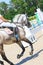 Horseman rides a gray horse in competition of showjumping