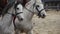 Horsemen demonstrate horse riding skills at festival, outdoor historical museum