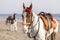 Horsemen in Karachi Beach, Pakistan