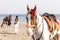 Horsemen in Karachi Beach, Pakistan