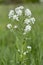 Horseradish Armoracia rusticana, syn. Cochlearia armoracia is a perennial plant of the Brassicaceae family. Horseradish Armorac