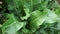 Horseradish bush close up. Green leaves horseradish background. selective focus
