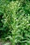 Horseradish (Cochlearia armoracia) blossom