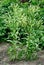 Horseradish (Cochlearia armoracia) blossom