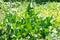 Horseradish (Cochlearia armoracia) green leaves