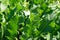 Horseradish Cochlearia armoracia green leaves