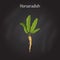 Horseradish Cochlearia armoracia - vegetable, medicinal plant