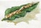 Horseradish on green leaves
