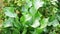 Horseradish leaves Armoracia rusticana cultured plant popular in Russia leaves and roots are used in cooking and