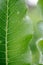 Horseradish leaves close-up