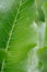 Horseradish leaves close-up