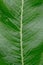 Horseradish leaves close-up