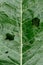 Horseradish leaves close-up