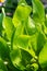 Horseradish plant armoracia rustica leaf close up