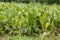 Horseradish plants, Armoracia rusticana