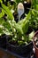 Horseradish plants in spring during Tre Giorni per il Giardino fair at Masino Castle near Turin